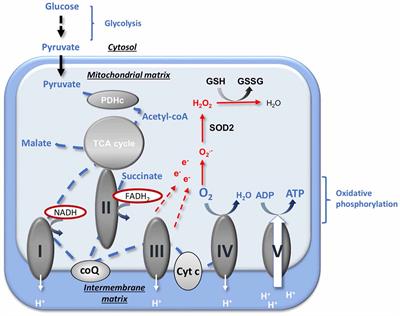 Role of Sex Hormones on Brain Mitochondrial Function, with Special Reference to Aging and Neurodegenerative Diseases